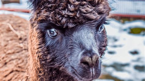 Magi Willows Alpacas: Preserving and Protecting this Ancient Breed